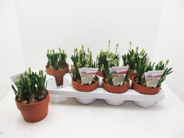 Muscari weiß in Tontopf