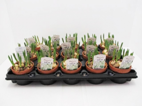 Muscari weiß in Tontopf