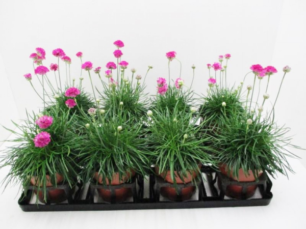 Armeria maritima pink