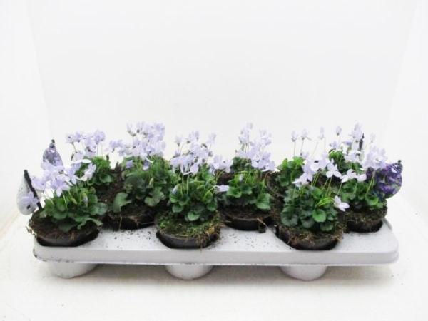 Viola odorata hellblau