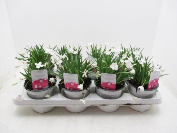 Rhodohypoxis baurii weiß