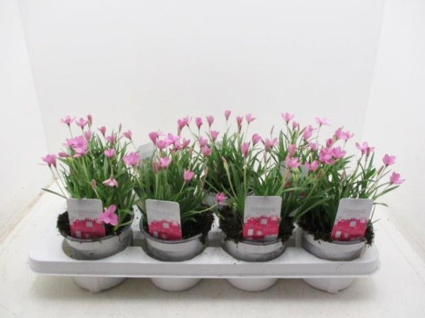 Rhodohypoxis baurii rosa