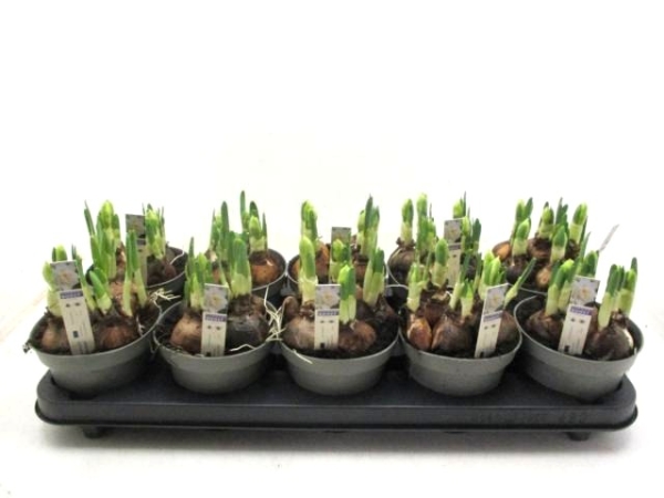 Narcissus tazette "Bridal Crown"