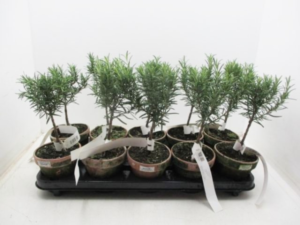 Rosmarin Stämmchen Tontopf