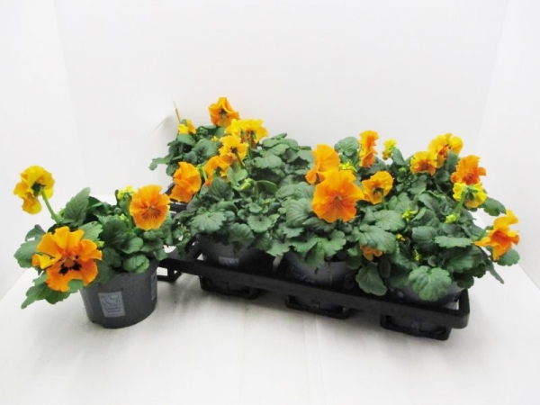 Viola "Frizzle Sizzle" orange