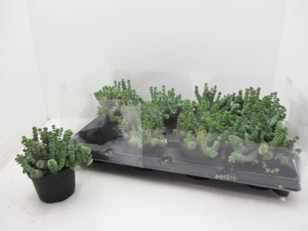 Crassula "Hottentot"