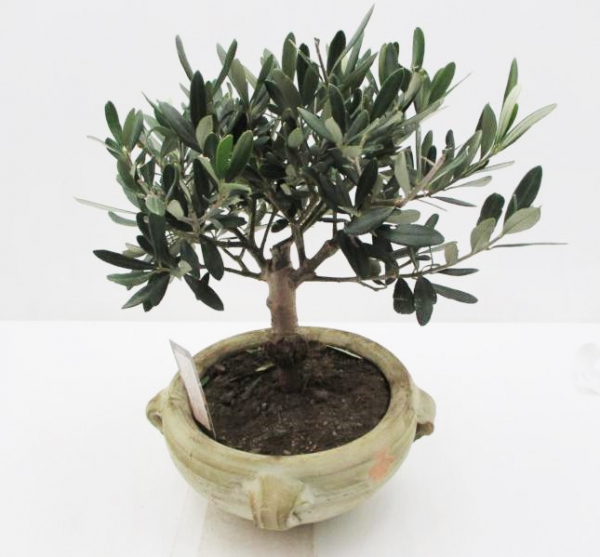 Olea europea Amphorenschale