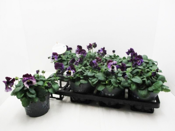 Viola "Frizzle Sizzle" lila