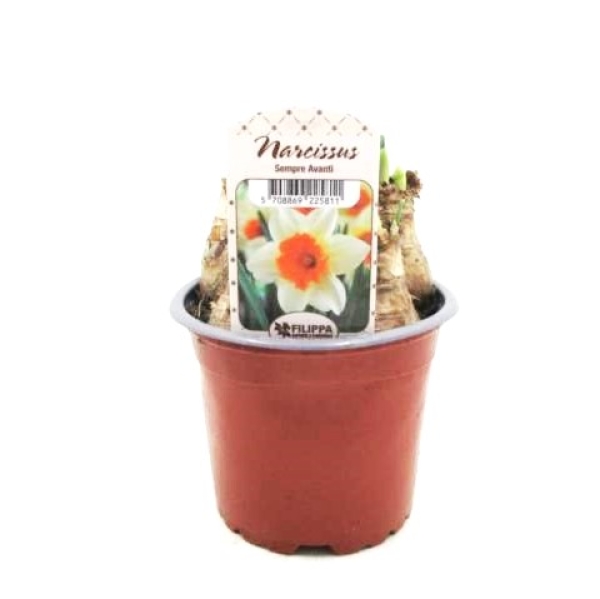 Narcissus  "Sempre Avanti"