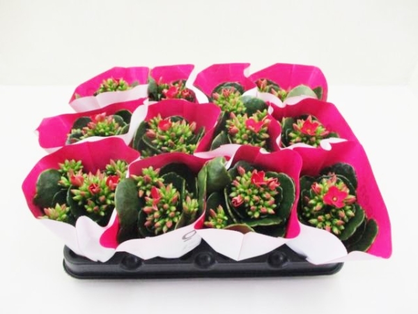 Mini Kalanchoe pinkrot ungefüllt