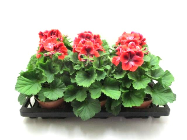 Pelargonium grand. Rottöne