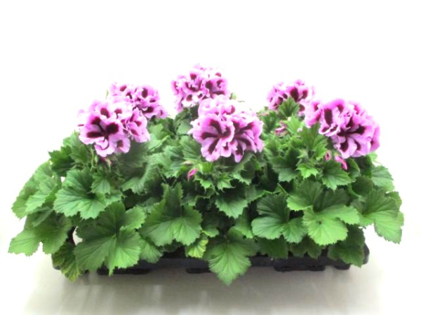 Pelargonium grand. Lilatöne