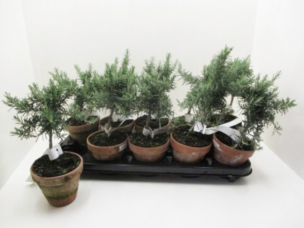 Rosmarin hängend Stämmchen Tontopf