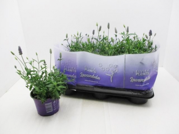Lavandula ang. "Thumbelina"