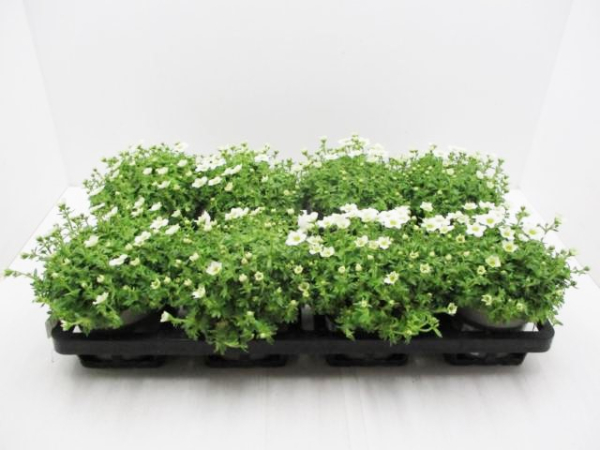 Saxifraga arendsii weiß