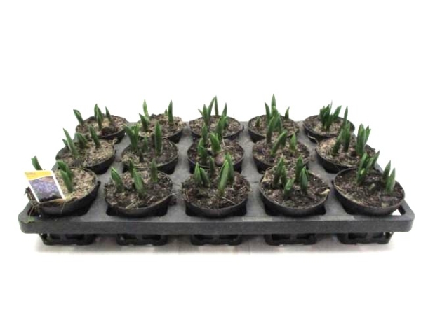 Scilla sibirica blau