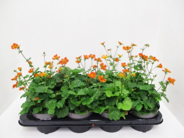 Geum orange