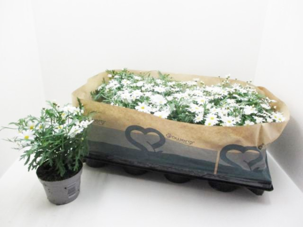 Chrysanthemum  frut. weiß