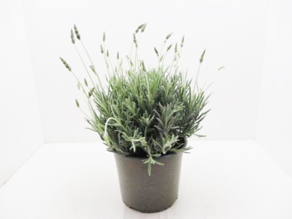 Lavandula "Goodwin Creek" Busch