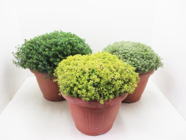 Thymus Busch T25