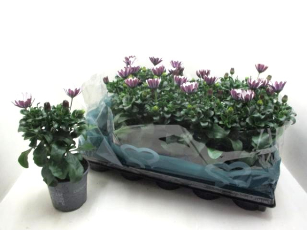 Osteospermum eckl. weiß