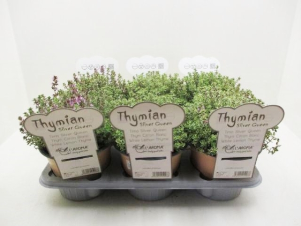 L'Aroma - Thymian Silver Queen