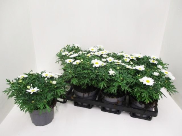 Argyranthemum frut. weiß