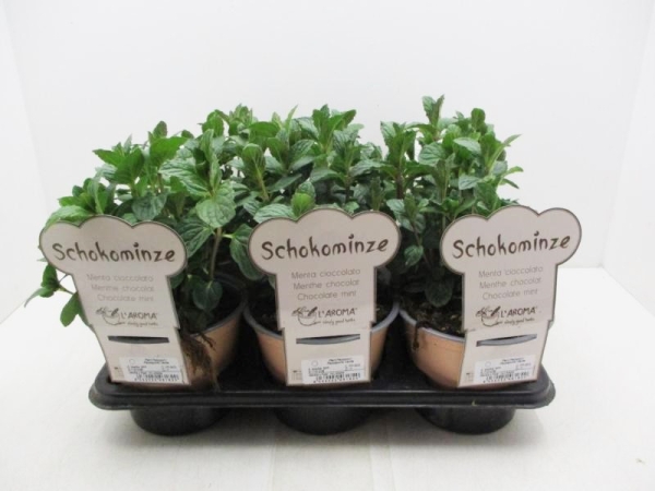L'Aroma - Minze Schoko