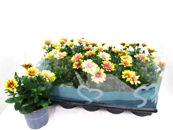 Osteospermum apricot