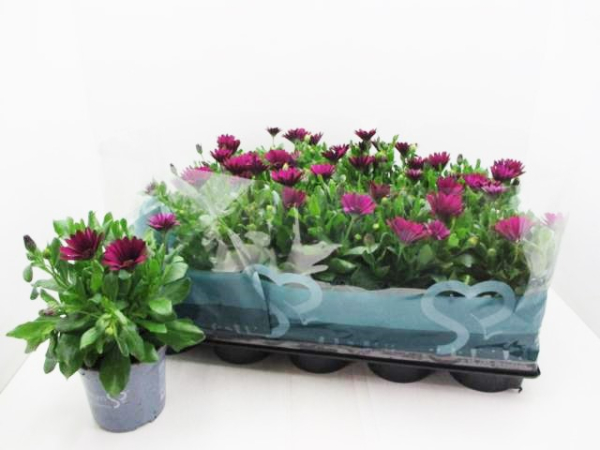 Osteospermum eckl. lila