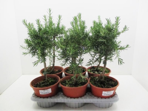 Rosmarin hängend Stämmchen