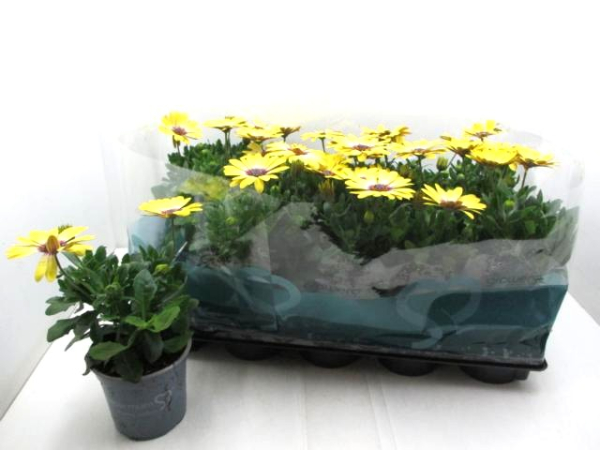 Osteospermum eckl. terracotta gelb