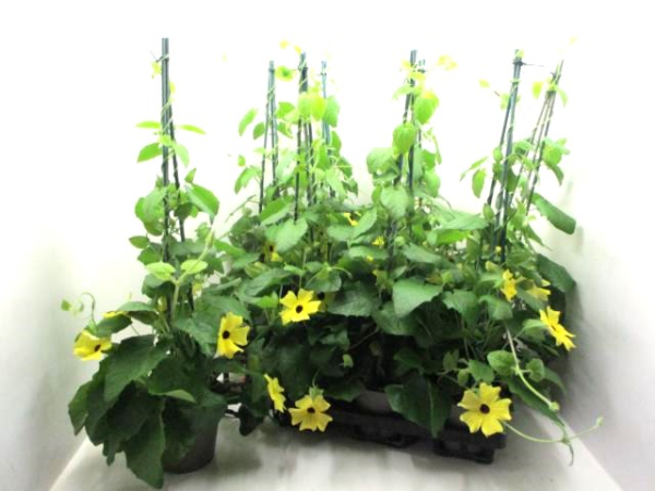 Thunbergia Pyramide gelb