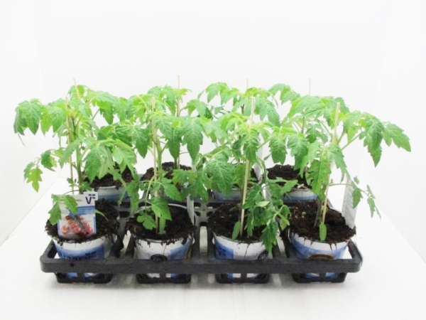 Tomate veredelt "Solena Sweet Choco"