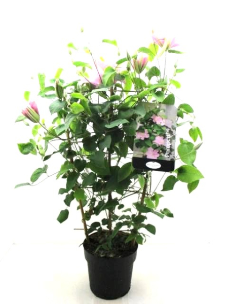 Clematis Spalier rosa