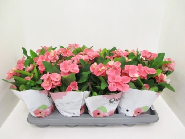 Euphorbia milii rosa