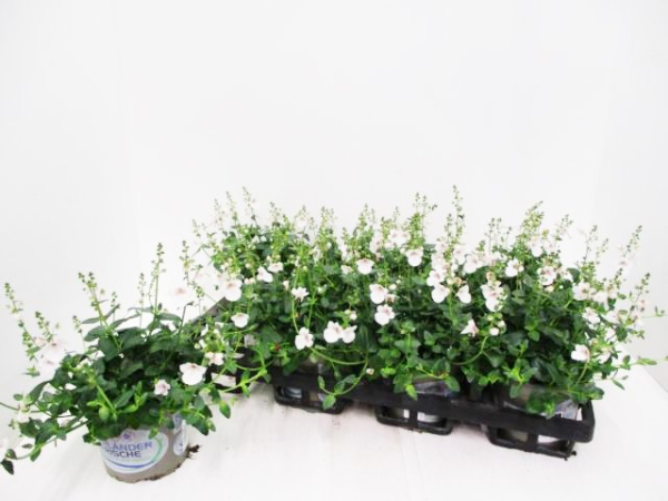 Diascia rosé