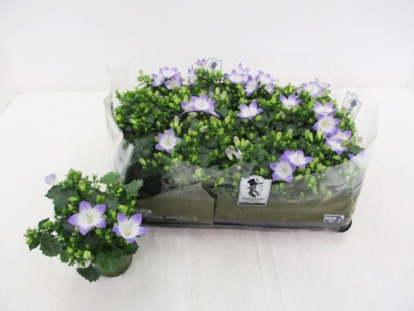 Mini Campanula "Fancy Mee"