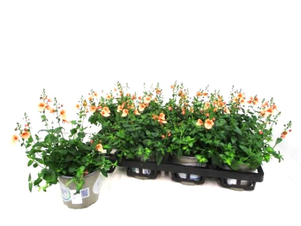 Diascia orange