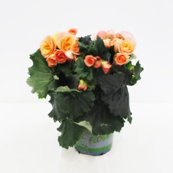 Begonia elatior apricot