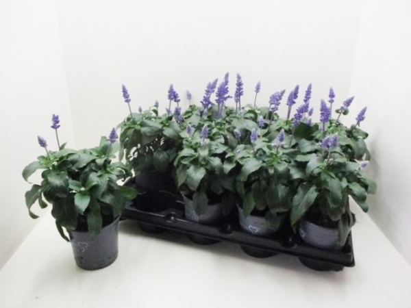 Salvia farin. blau