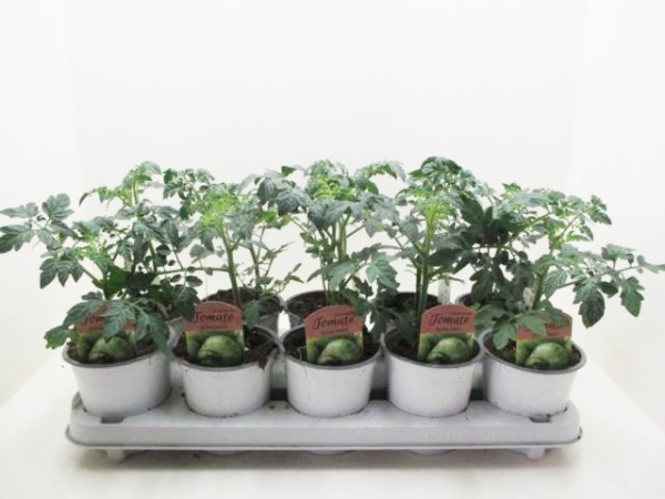 Historische Tomate "Grüne Zebra"