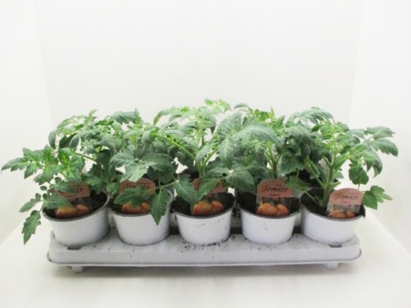 Historische Tomate "Ananas"