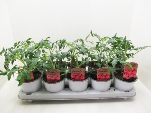 Historische Tomate "Berner Rose"