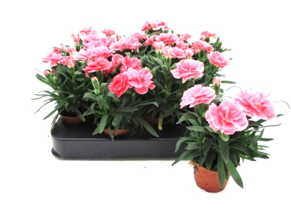 Mini Dianthus caryo.