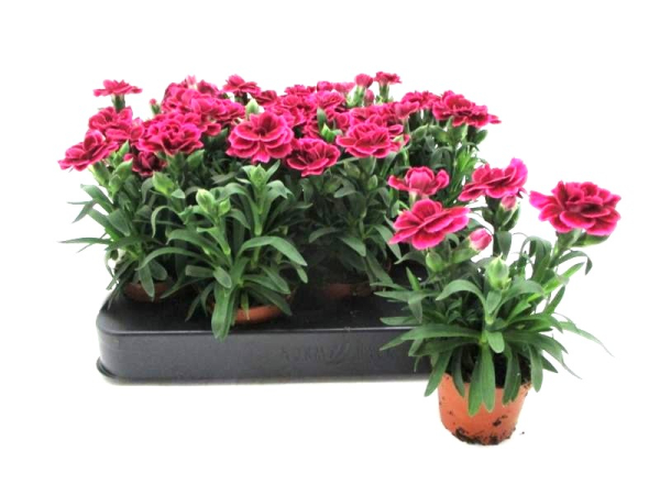 Mini Dianthus caryo.