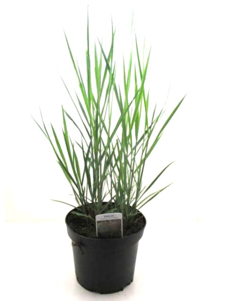 Panicum virg. "Heavy Metal"