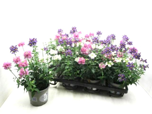 Nemesia Trio
