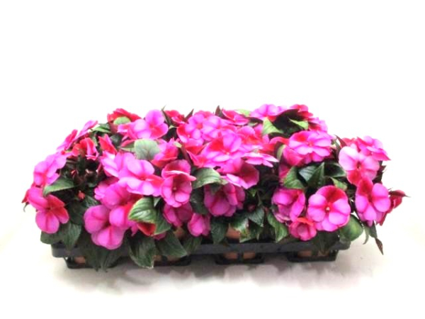 Impatiens Neu-Guinea Lila-/Fliedertöne
