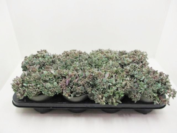 Sedum "Painted Pebble"